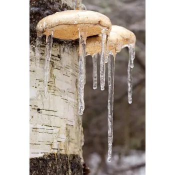 Frozen Mushrum (7)-2878630-22975.webp